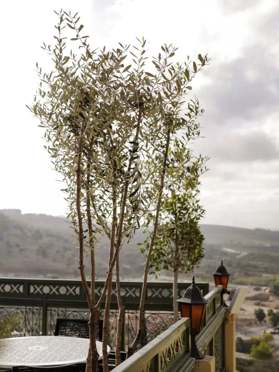 Historic olive tree at Palais Faraj
