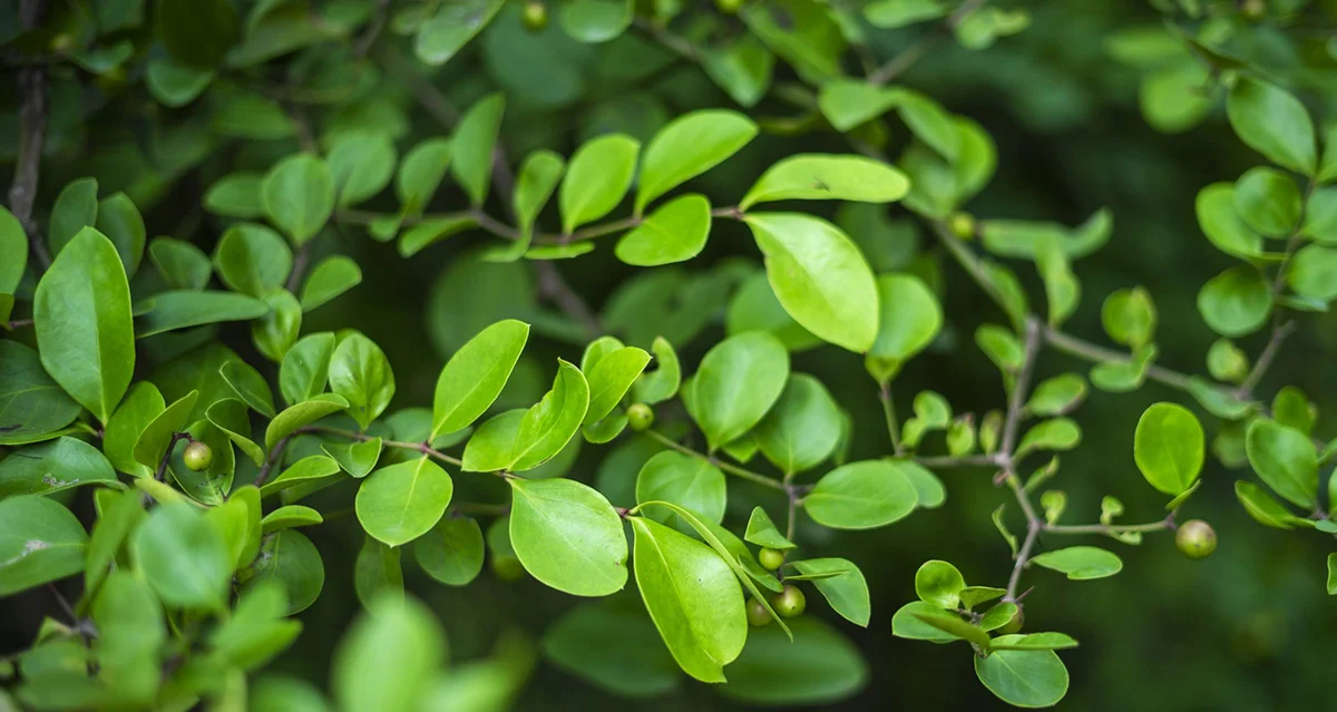 Henna, a plant used for centuries